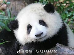 -成都大熊猫繁育研究基地