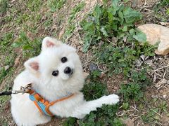 -宠福鑫康馨动物医院·骨科·眼科