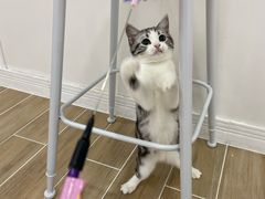 -李小姐の猫咖啡馆(五角场店)