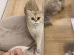 -有喵·猫咖·狗咖·30几只猫10只小狗(岗厦店)