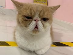 -三花喵·撸猫购宠·宠物生活馆(虹桥南丰城店)