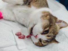 -四月宠物医院·猫专科·心脏专科·内科(转塘店)