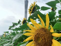 -二沙岛艺术公园