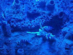 -太平洋海底世界