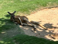 -西霞口神雕山野生动物世界