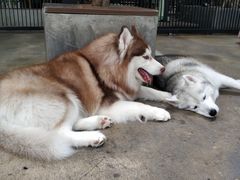-TrueLove @ Neverland (Husky Cafe)