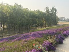 -永定河休闲森林公园