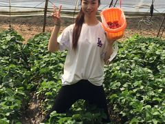 -大自然农场蔬菜草莓采摘园