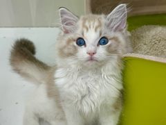 -青奢宠物·青奢猫舍