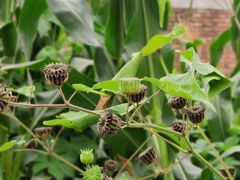 -万源龙顺度假庄园生态观光园