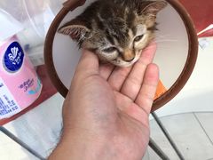 -创凡宠物医院·骨专科  猫科中心(西乡分院)