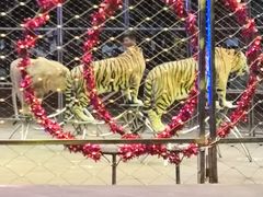 -俄罗斯国家大马戏团