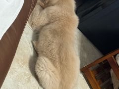 -安安宠医宠物医院·异宠·犬猫内科(岳阳分院)