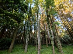 -上海共青森林公园