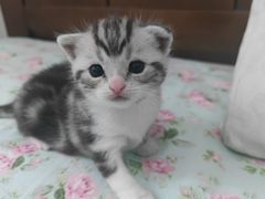 -伟伟宠物医院·瑞派猫友好医院·猫科(光谷店)