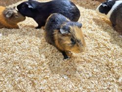 -Zoolung Zoolung动物主题公园(海信广场店)