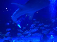 -烟台海昌鲸鲨海洋公园