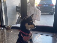 -宠爱国际动物医院·疑难骨科·心肾内科·皮肤科(太阳宫店)