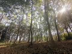 -昆山城市生态森林公园