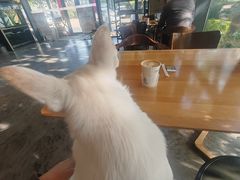 -了不起的考拉咖啡店(高新店)
