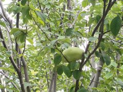 -南宫五洲植物乐园