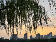 -莲花池公园