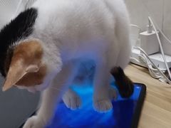 -宠颐生猫科·内科皮肤科(西平世纪城店)