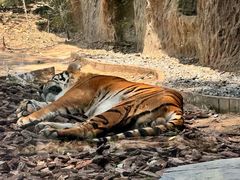 -北京野生动物园