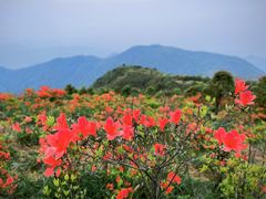 -瑞安圣井山景区