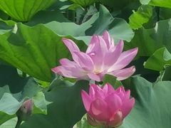 -荷塘月色湿地公园·向阳花洲