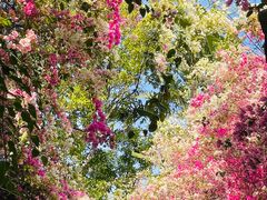 -深圳国际园林花卉博览园