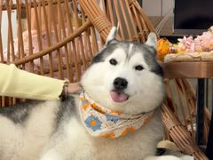 -星多哈·狗咖·拼豆·咖啡