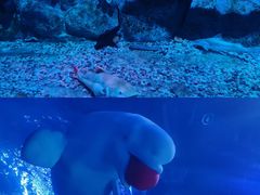 -正佳极地海洋世界