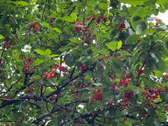 -樱桃山旅游景区