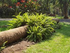 -中国科学院西双版纳热带植物园