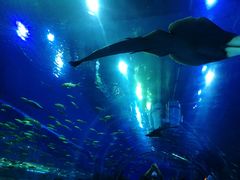 -成都浩海立方海洋公园