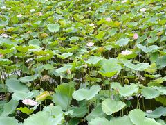 -荔湾湖公园