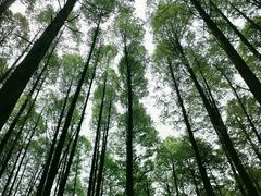 -武陵山森林公园