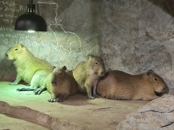 -Zoolung Zoolung动物主题公园(海信广场店)