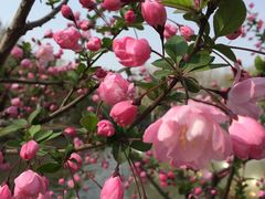 -泰州凤城河风景区-泰山公园