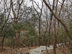 -紫金山山顶公园