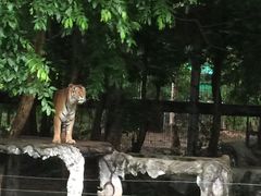 -清迈夜间动物园