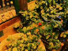 -新月集庭院咖啡馆(老邮局店)