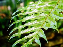 -国家植物园南园