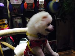 -百好乐宠物友好餐厅(朝外大街店)