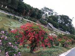 -东莞植物园