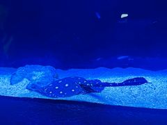 -上海海洋水族馆