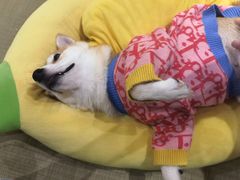 -逗柴咖啡屋·狗咖猫咖宠物桌游