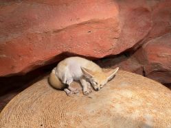 -Zoolung Zoolung动物主题公园(海信广场店)