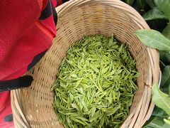 -白茶原·一片叶子